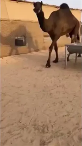 لا يقول اني تغانيت من زين البكار #راعي_مدمره 