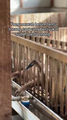 #bosmuda #peternakbebek #bebekpetelur #peternakmuda #peternak #KRD #kiarunnerduck 