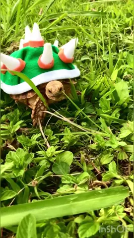 Bowser sighting…. #tortoise #turtle #sulcata #reptile #sulcatatortoise                          