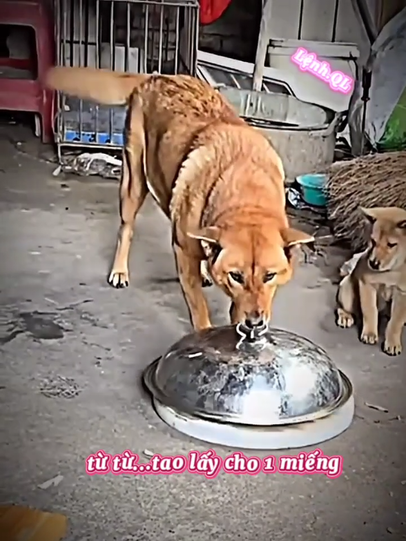 chắc không biết đâu #haihuoc #lenhqluu #longtieng #dongvat #dogs 