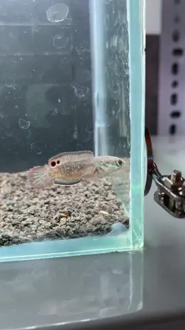 Điểm danh ae đam mê hột mít nào #xuhuong #loccanh #channaindonesia #shortbodyfish 