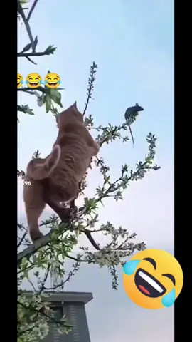 #algerie🇩🇿 #explore  #تطلع.لسما@شعب_الصيني_ماله_حل😂😂 