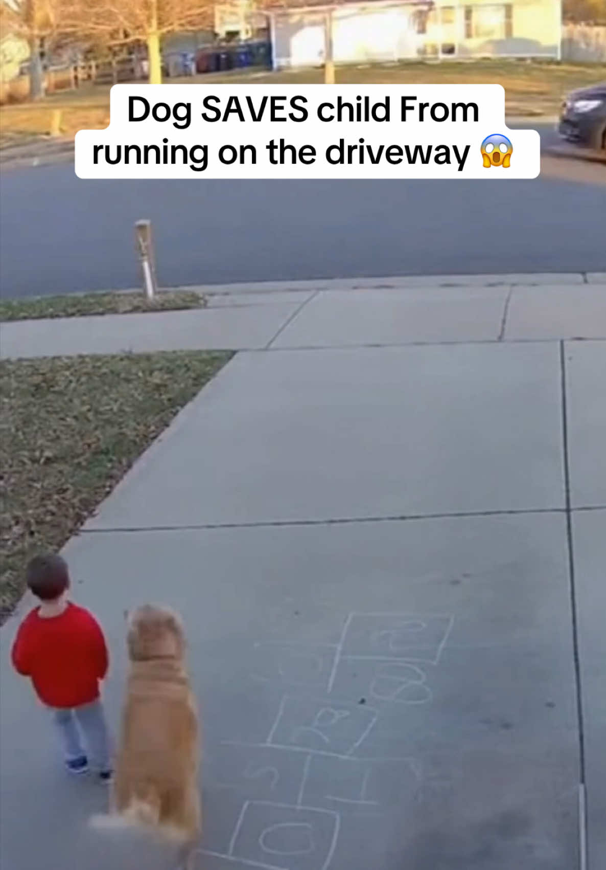 Dog SAVES child from running on the street!