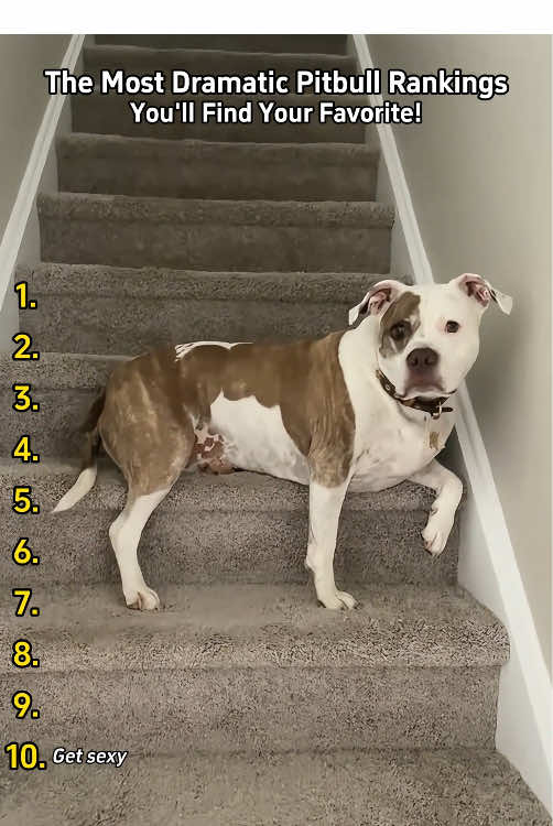 Drama Queen Pits:10 Most Theatrical Pitbull Moments!🐾🤣🤣#tiktok #foryou #dog #dogsoftiktok #pitbull #pitbullsoftiktok #doglover #funnydog #usa 
