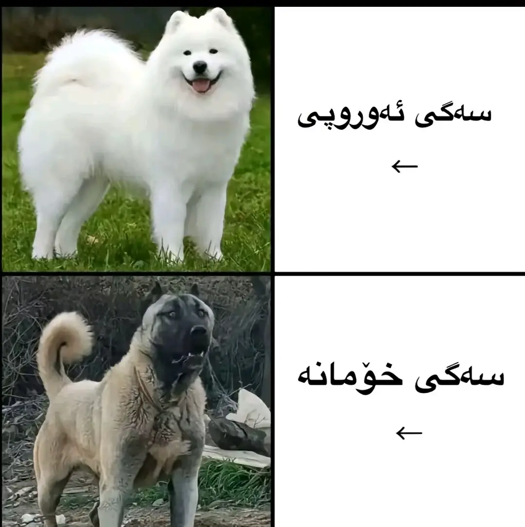 #foryoupage #tiktok 