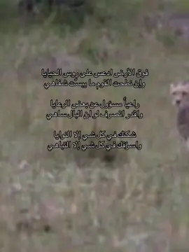فوق الأرض ادعس على روس الحيايا وإن نطحت القوم ما يبسّت شفاهي راعياً مسؤول عن بعض الرعايا واقدر اتصرف لو ان البال ساهي شكتك في كل شي إلا النوايا واسرّفك في كل شي إلا التباهي#fyp #foryou #الزهراني #قصايد #فهد 