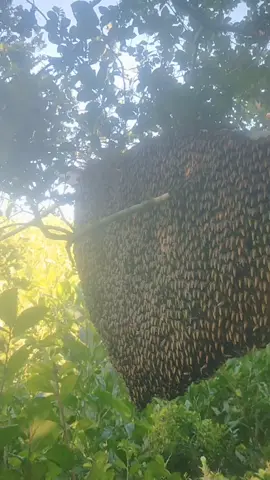 Có mật ạ 