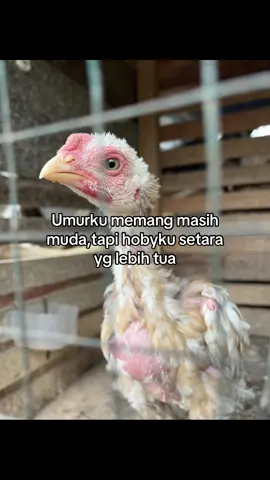 #ayamhias#ekorlidi #shamo #aselparot #peternakmuda #hobyayam #xzybca #4u #fypシ゚ #fypage 