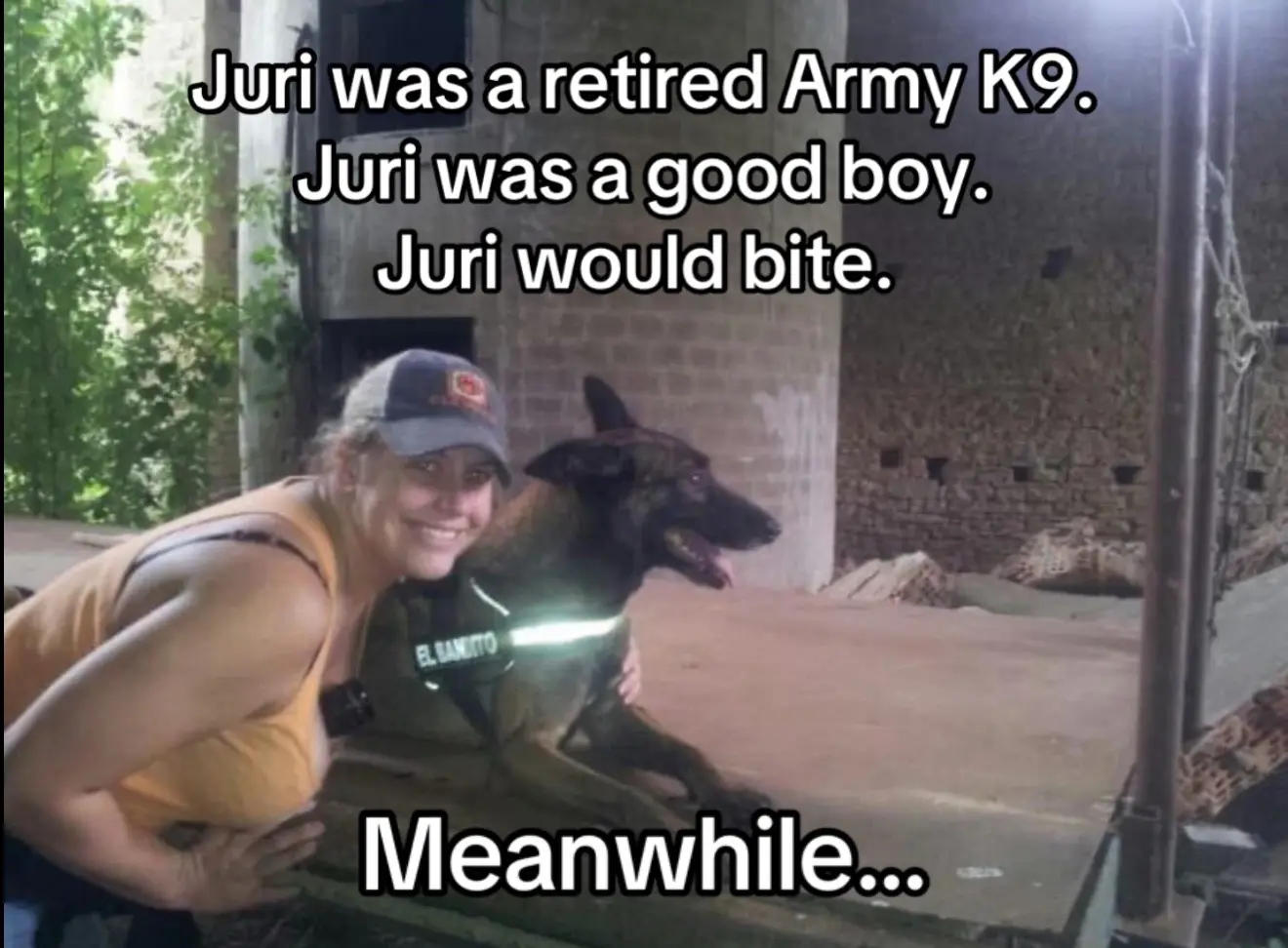 My friend and I had two pitbulls, a dogo argentina, a bull terrier, and a malinois between us. It was safe to say no matter the shenanigans we got into, we were always given a wide berth. Such a great crew of doggos. They have all passed now, but they were the best babies.   The two pitties were both abuse case rescues.  The bull terrier was an over bred puppy mill abuse case.   The dogo was a breeder who dropped him off at the shelter to have him “put down” as a puppy because he had a couple spots on his ears. He became a service dog and AKC good citizen. The maligator (pictured) was a retired K9 in the Army.  Absolute best babies.  #malinois #maligator #armyk9 #oopsies #armyveteran 