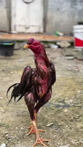 #CapCut hasil manis kawan#fyppppppppppppppppppppppp #ayambangkoksuper #ayam 