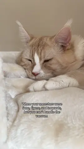 #cat #scaredcat #kitty #mainecoon #relatable 