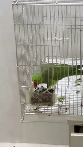 وش الحل ذحين؟#fy #عشوايات #ببغاء_الدرة #اكسبلور #الشعب_الصيني_ماله_حل😂😂 