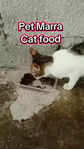 PetMarra Cat food  1kg   Alagang alaga ng PETMARA Cat food #petmarra #catfood #fyppppppppppppppppppppppp 