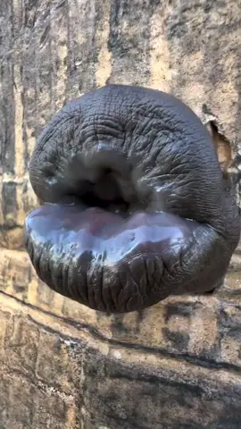 HBD