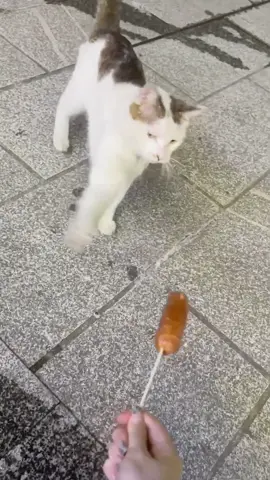 Funny 😄 #catlover #kitten #littlekitten #funny #catsoftiktok 