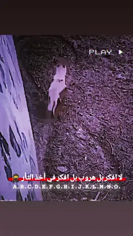 #الذيب #تصميم_فيديوهات🎶🎤🎬 #استوريات_تصميمي #foryoupage #tiktok 