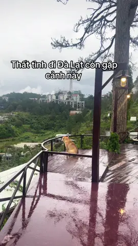 #xuhuong #chomeo #pets #cun #thucung 