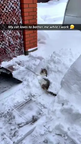 Cat making trouble at work. #tiktok #pet #cat #funnytiktok #funnyvideos #catlover #funny #fyp 
