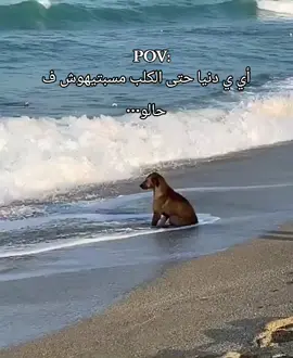 حتى الكلاب 😔 #حمو #fyyyyyyyyyyyyyyyy 