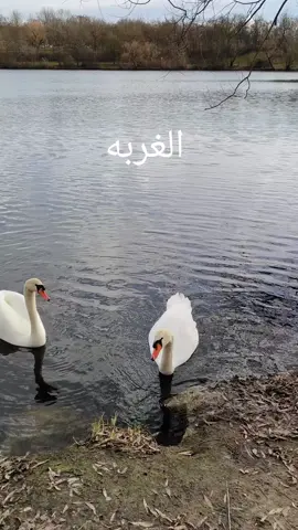 #tiktok #fypシ゚viral #tiktokpr #Viral #Duett 