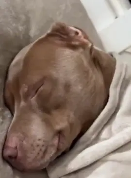 A dog that can understand human language #tiktok #funnydog #interesting #foryou #fyp 