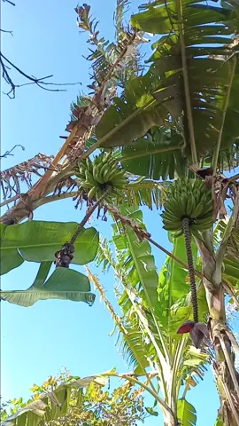 #roca #os cachos de bananas 