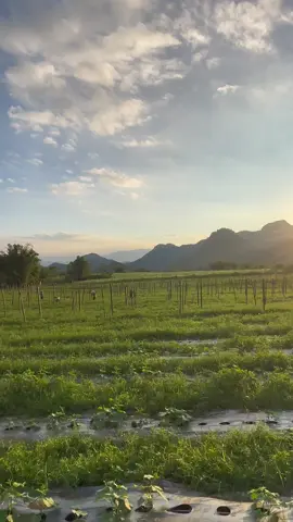 #truyềndônglưc #farm #nông #xuhuong 