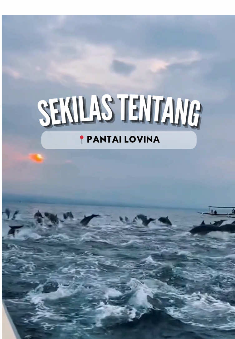 Lihat lumba-lumba di laut lepas? ✅ Snorkeling di air tenang & jernih? ✅ Suasana Bali yang lebih sepi & damai? ✅ ⁣ Semua bisa kamu temuin di Lovina, Bali Utara 💙 ⁣ Mau trip seru tanpa ribet? Join bareng @ceritakebali tour ⁣ 📍Follow & save video ini buat inspirasi liburanmu nanti! #TripBali #lovina #dolphinelovina #tripnusapenida #CeritaKeBali