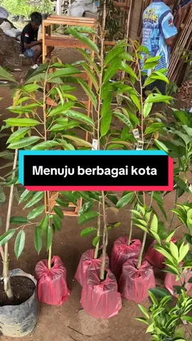 Bibit durian premium 1 meter an up jenis super tembaga, bawor, musangking & bibit alpukat Kelud. Terimakasih sudah order. #alpukatkelud #supertembaga #musangking #fyp 