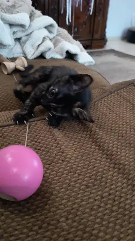 Kitty #cutecats #catvideo #viralvideos #tiktokcatsvideos #fyp 