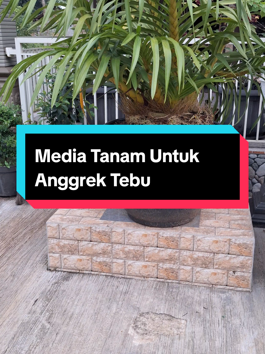 Replying to @enam6896 Media Tanam Untuk Anggrek Tebu