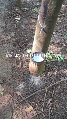 วันแรกที่ไม่โดนฝน #สวนยาง #กรีดยาง #ยางพารา #หนุ่มสวนยาง #ฟีดดดシ 