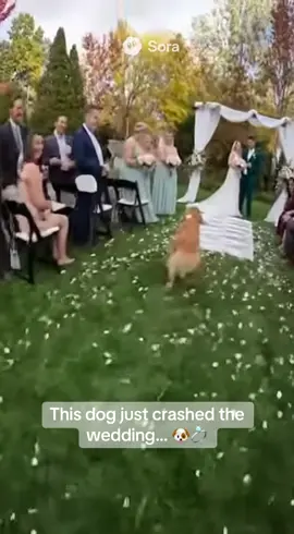 When you trust the wrong ring bearer 🐶💍😂 This dog just made the wedding unforgettable! #WeddingFail #DogStealsShow #RingBearerGoneWrong #FunnyWedding #CatchedOnCamera