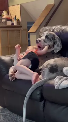 Sweet friendship 🥰🥰#dog #pet #baby #bestfriend #cute #funny #dogsoftiktok #foryou #usa🇺🇸