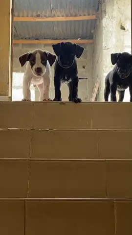 Sa c du Pitbul tu c 🤭❤️😁#chien #pitbull #elevagecanin #dogsoftiktok #dog 