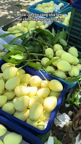 Xoài cát chu vàng cành lá đẹp phục vụ chợ cúng #senvietfruits #xoaicaolanh #xuhuong #xuhuongtiktok #vuaxoai #xoaicatchuvang #xoaicatcaolanh #xoài🥭 