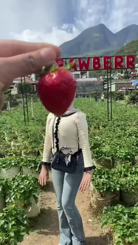 gemess 🍓🍓🍭🍭🤏🏻🤏🏻 #fyp #strawberry #karanganyar24jam #fyppppppppppppppppppppppp 
