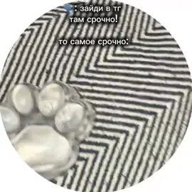 тгк: goydabratyazv @Стёпа #stepag00yda #ypen4q #viral #fyp #foryou 