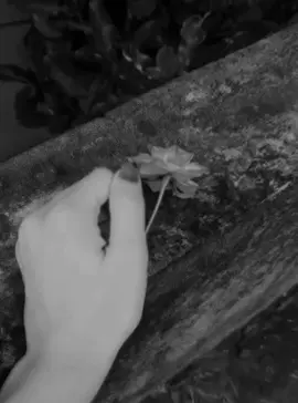 ফুল গাছেই সুন্দর হাতে না,,,,😍
