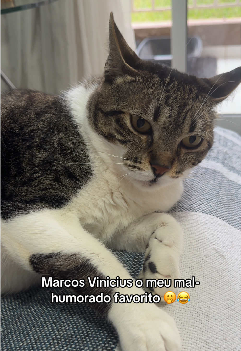 Marcos Vinicius o meu mal-humorado favorito 🫢😂 #gatosgraciosos #gatos #humortiktok #gato #gatosfofos 
