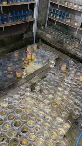 #cupangviral #bettafish #fyppppppppppppppppppppppp #fypviralシ #cupanglovers 