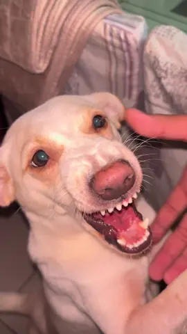 over naman sa arte ‘yan! #dogsofttiktok #fypツ #aspin 