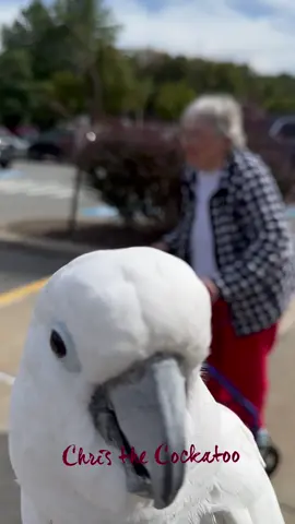 Chris has a new video posted on his Chris the Cockatoo You Tube. Please check it out and follow him there. Here’s a preview! #cockatoo #parrot #farmmarket #sundayfunday 