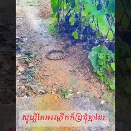 ប្រុសផ្នូរល្អសម្រាប់ប្រទេសកម្ពុជាឬក៏យ៉ាងណា ចម្លឺកណាស់