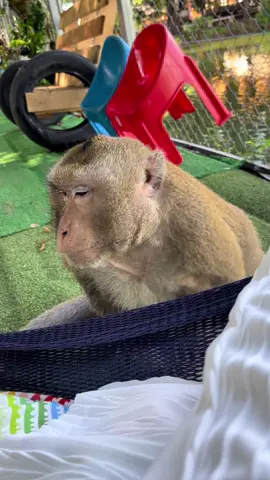 ง่วงแย้ววว🥰🐒❤️#ธรรมะสุขใจ🙏🙏🙏 