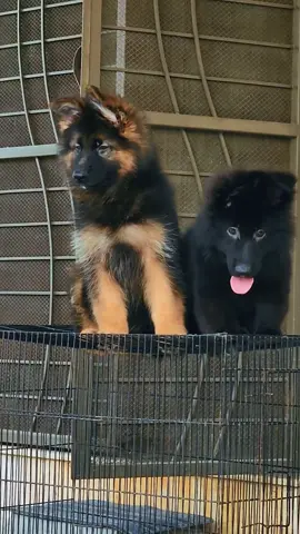 it's called supreme #germanshepherd 