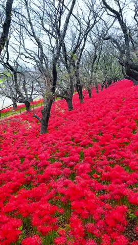 埼玉県にある権現堂公園の曼珠沙華❤️一面に広がる真っ赤な絨毯が絶景でした✨#日本の風景#彼岸花#曼珠沙華#自然界隈 #権現堂 