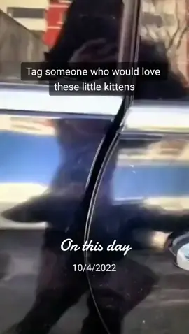 How many white kittens are there? #cutekitten #cutepet #funnypets 