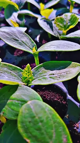 اشعب# اصيني مالو# حل#مكا #اكسبلور𝙚𝙭𝙥𝙡𝙤𝙧𝙚 