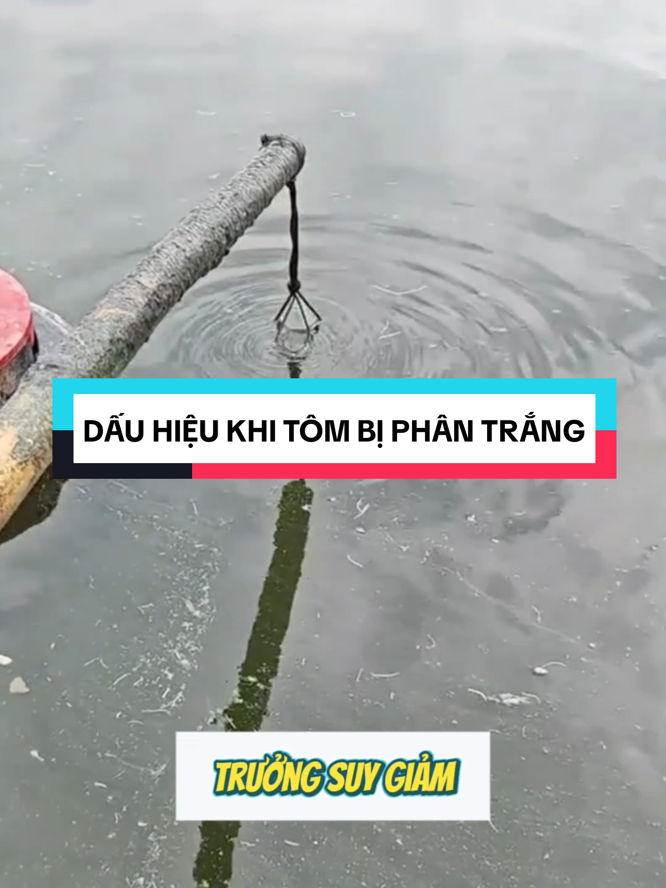 Dấu hiệu khi tôi bị phân trắng #nuoitrongthuysan #thuysan #tomthechantrang 